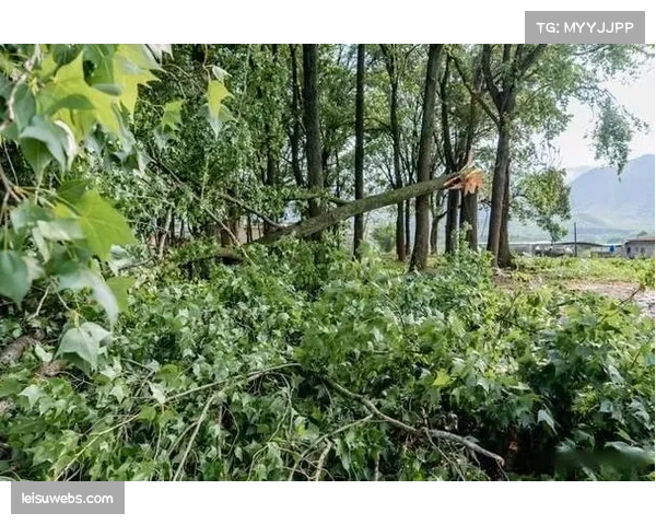 法国气象部门发布预警，本周末马赛主场比赛可能遭遇强风天气影响